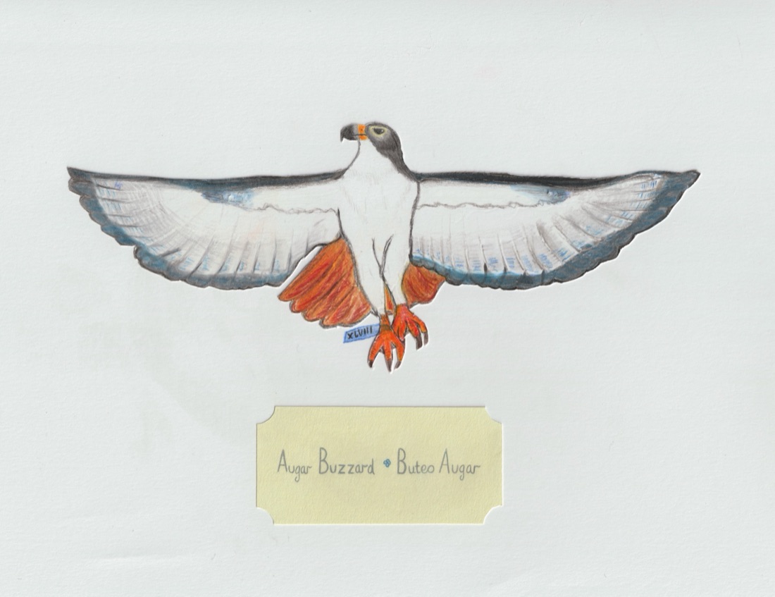 Augur Buzzard