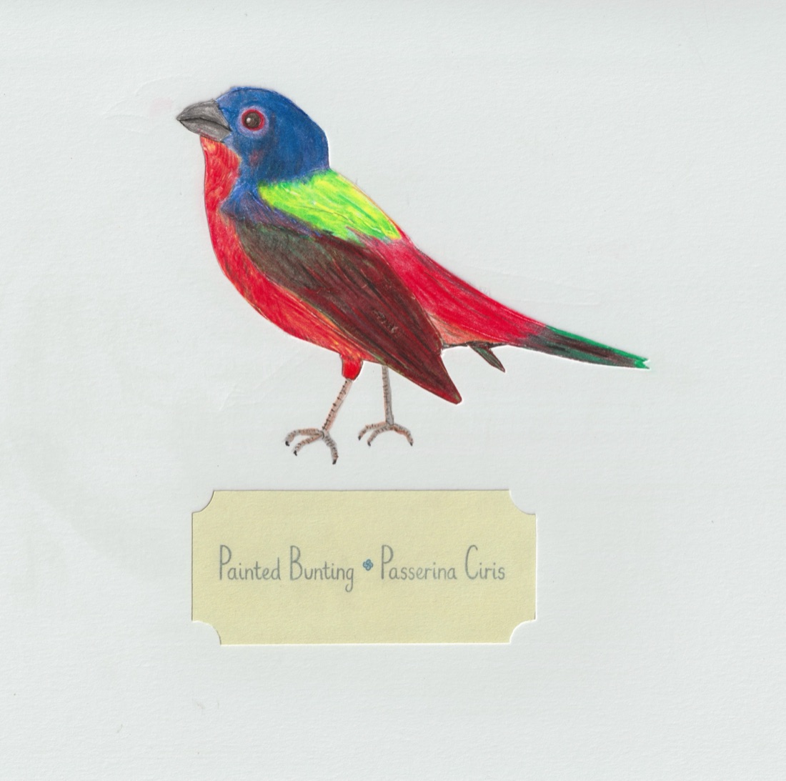 Painted Bunting — coloured pencil bird study